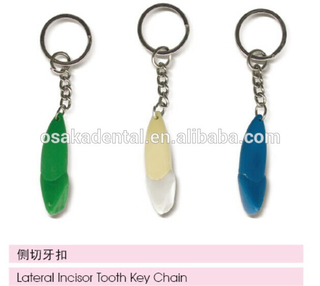lateral incisor tooth key chain /dental accessories/dental cultural products/oral dental accessories