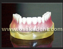 Dental Shape of Implant Teeth Teaching Model