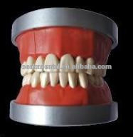 OSAKA DENTAL Teaching Model of Phantam USA