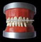 OSAKA DENTAL Teaching Model of Phantam USA