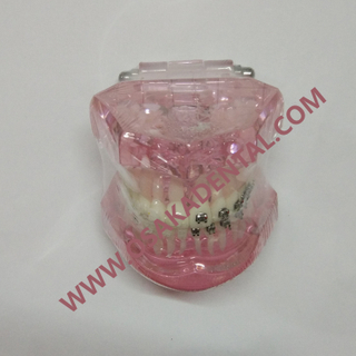 Dental Teeth mold for teaching / dental handpiece / dental unit / dental chair