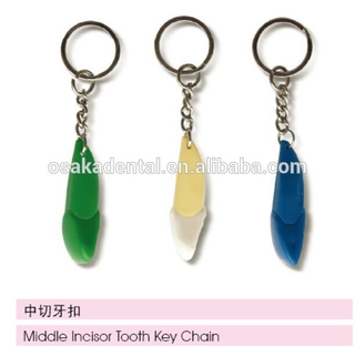 middle incisor tooth key chain/dental accessories/dental cultural products/oral dental accessories
