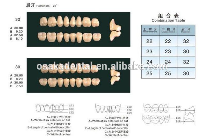 Hot sale Dental False Teeth/Dental Synthetic Teeth/Dental acrylic resin teeth