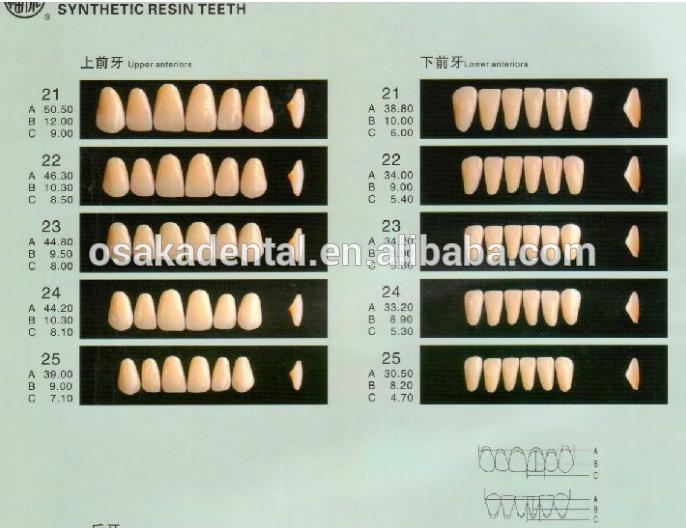Hot sale Dental False Teeth/Dental Synthetic Teeth/Dental acrylic resin teeth