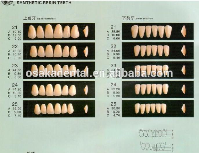 Hot sale Dental False Teeth/Dental Synthetic Teeth/Dental acrylic resin teeth