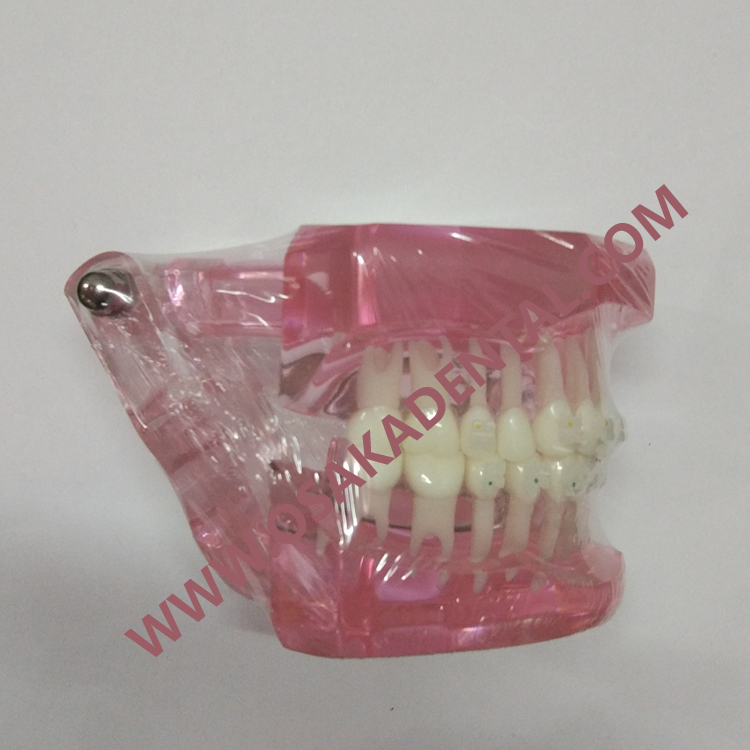Dental Teeth mold for teaching / dental handpiece / dental unit / dental chair