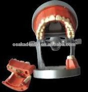 OSAKA DENTAL Teaching Model of Phantam USA