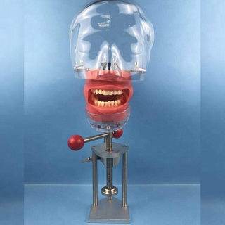 Dental Phantom head momodel/Lab equipment compatible with Nissin