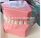 Teeth Model for Student Teaching