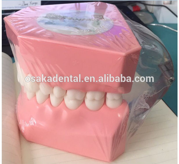 Teeth Model for Student Teaching