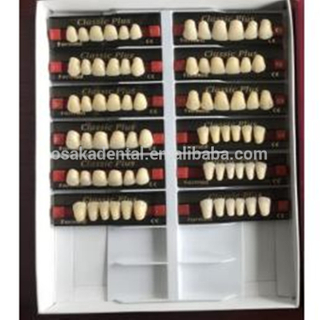 A European Quality Teeth Front Teeth Best Quality