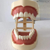 Dental Orthodontic Teaching Model That Can Test with Microscrews