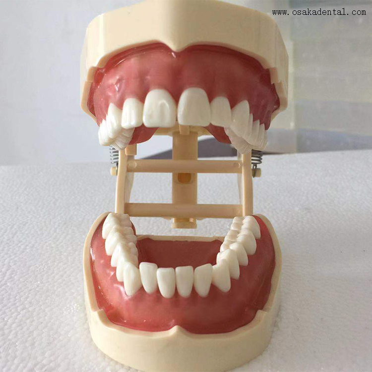Dental Orthodontic Teaching Model That Can Test with Microscrews
