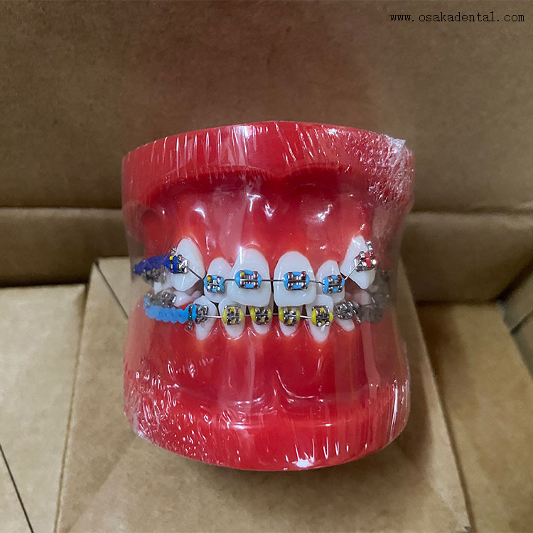 Dental Teeth Orthodontic Model for Dentist Teaching