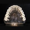 Dental Teeth with screw for study molde OSA-Teeth-N