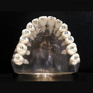 Dental Teeth with screw for study molde OSA-Teeth-N