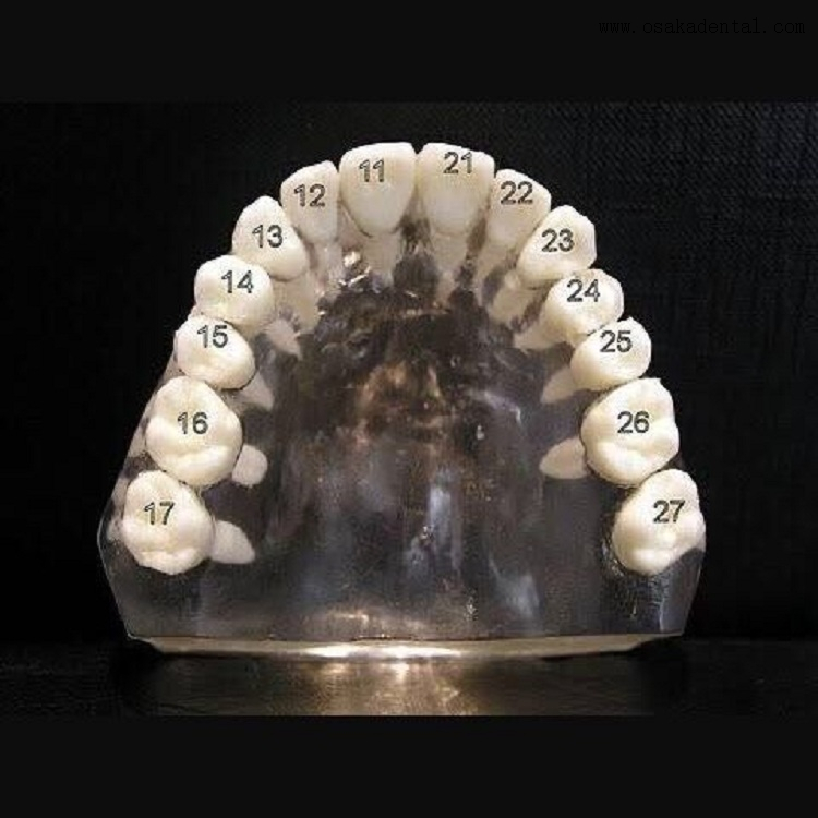 Dental Teeth with screw for study molde OSA-Teeth-N