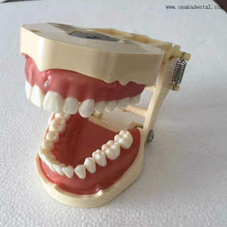 Dental Orthodontic Teaching Model That Can Test with Microscrews