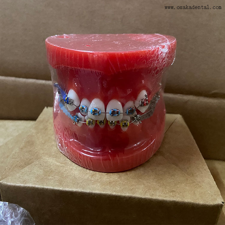 Dental Teeth Orthodontic Model for Dentist Teaching
