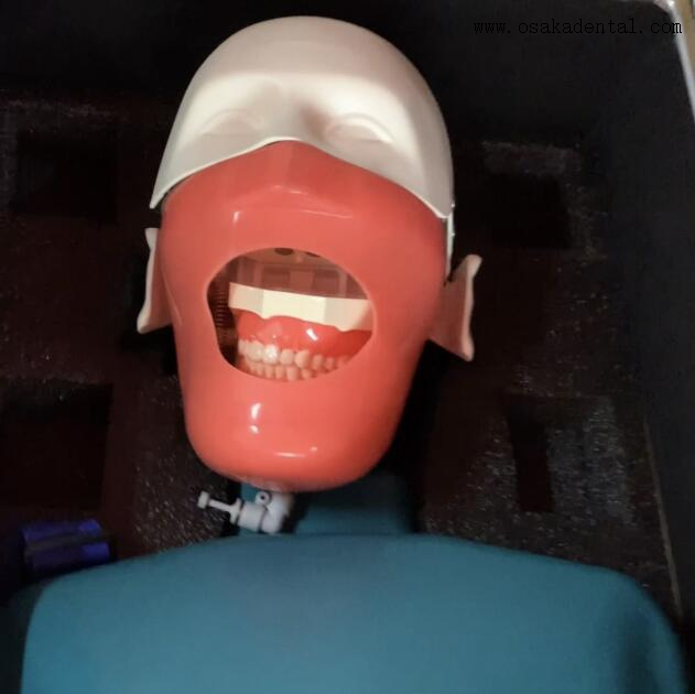 Dental Simulation Practice Manikin With Torso for Teaching Student