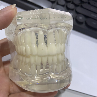 Dental Typodont Teeth Model OSA-M7002