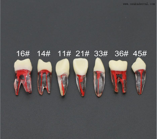 Dentist Students Teaching Practice Resin Teeth Model