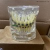 Dental Teeth Orthodontic Model for Dentist Teaching