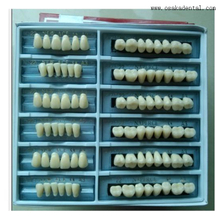 Dental Economic Resin Arylic Teeth OSA-B-Teeth6
