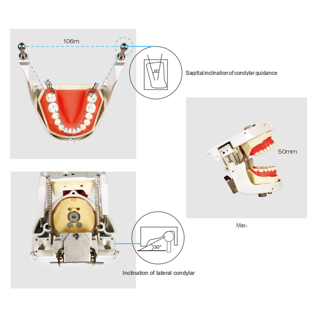 Dental Senior Articulator Teeth Manikin Simulation Practice