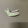 Dental Mandibular Decomposition Teeth Model 