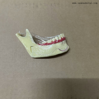Dental Mandibular Decomposition Teeth Model 