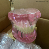 Dental Teeth Implant Model for Dentist Teaching