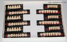 European Quality Dental ResinTeeth Full Set OSA-Teeth-EU