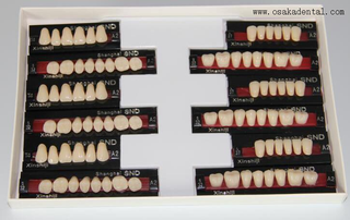 European Quality Dental ResinTeeth Full Set OSA-Teeth-EU