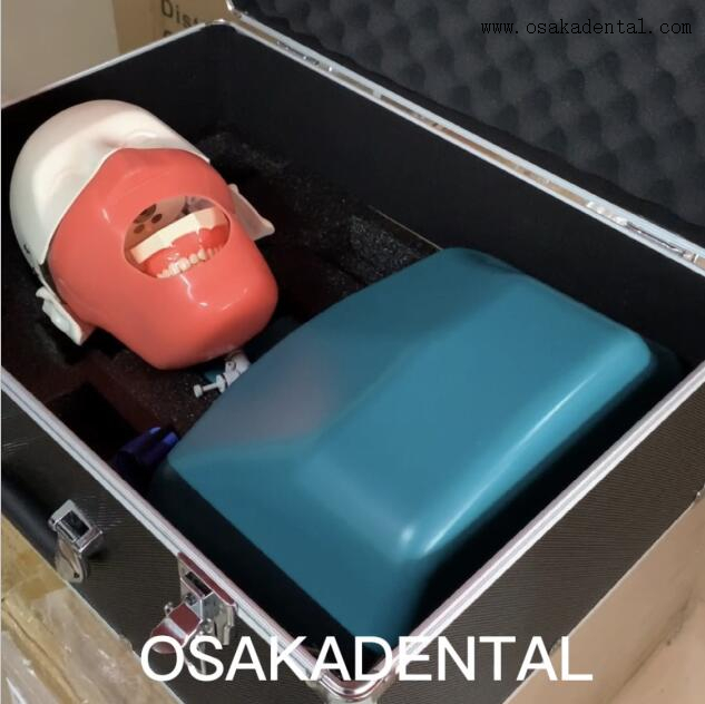 Dental Simulation Practice Manikin With Torso for Teaching Student