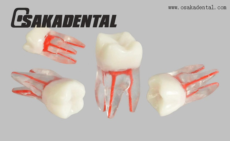 Dental Root Canal Teeth Study Molde 