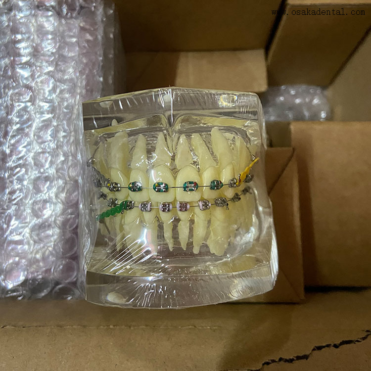 Dental Teeth Orthodontic Model for Dentist Teaching
