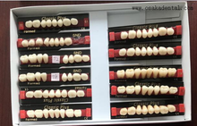 European Quality Dental Resin Teeth Back Teeth OSA-Teeth-EU