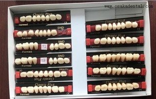 European Quality Dental Resin Teeth Back Teeth OSA-Teeth-EU