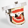 Dental Senior Articulator Teeth Manikin Simulation Practice