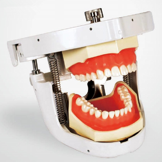 Dental Senior Articulator Teeth Manikin Simulation Practice