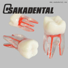 Dental Endodontic Root Canal Train Tooth Model