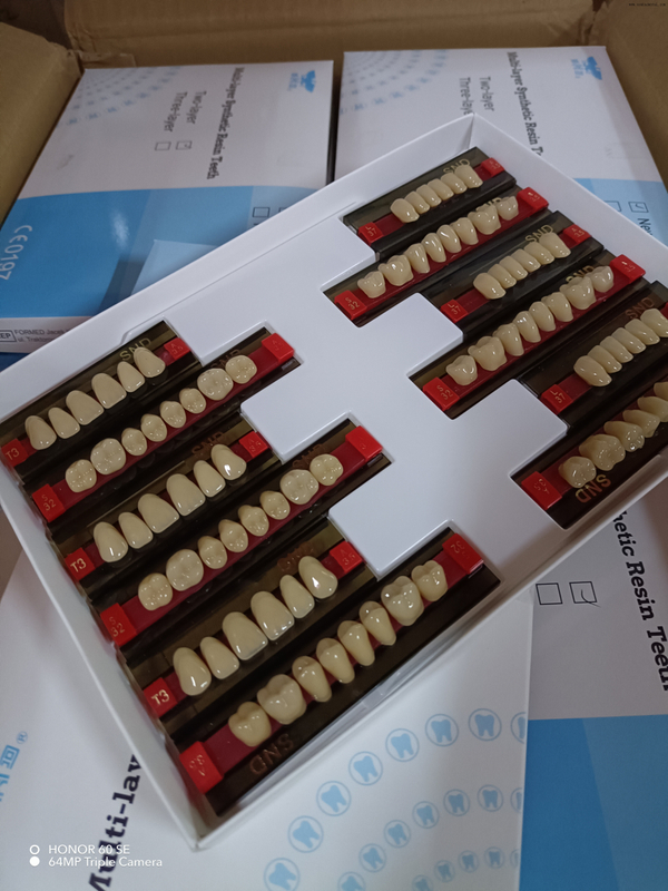 High-Quality Two-Tone Resin Teeth for Natural-Looking Dentures