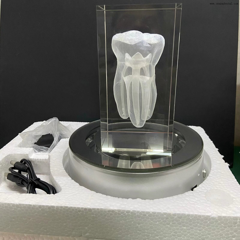 Dental teeth shape for dental clinic decoration