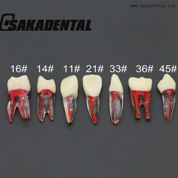 Dental Root Canal Teeth Study Molde 