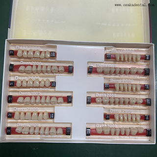 Dental Heraeus 2000 Resin Teeth