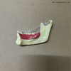 Dental Mandibular Decomposition Teeth Model 