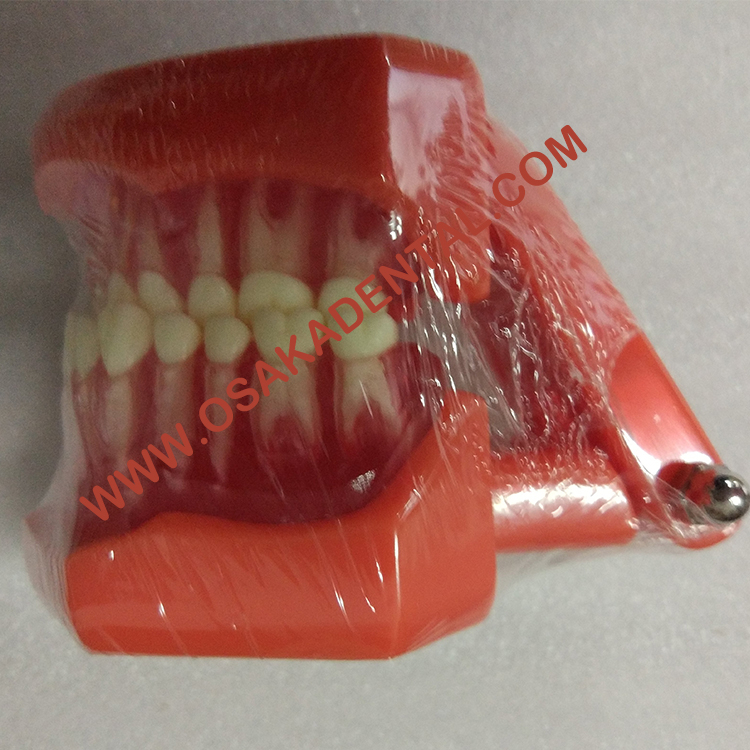 Dental Shape Teaching Model Natural size model (Removable)/Denture Teaching Model