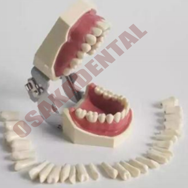 Dental Teeth mold for teaching / Nissin Teeth