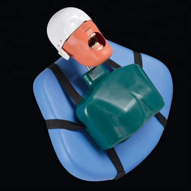 Senior Dental Teeth Teach and Study Manikin Head Model